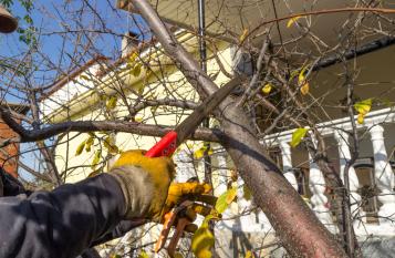 Qual  il periodo dellanno in cui  consentito il taglio degli alberi?