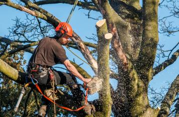 Le tecniche per labbattimento degli alberi inclinati