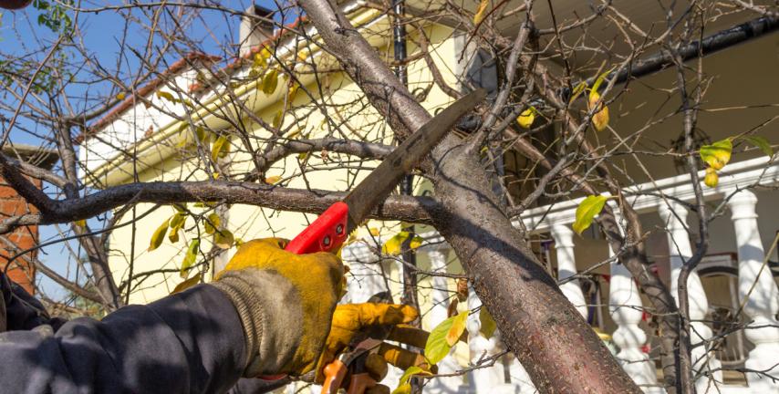 Qual  il periodo dellanno in cui  consentito il taglio degli alberi?