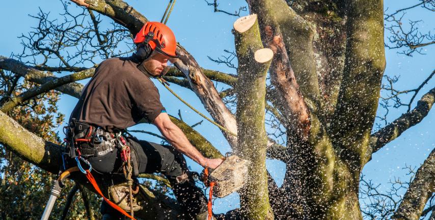 Le tecniche per labbattimento degli alberi inclinati